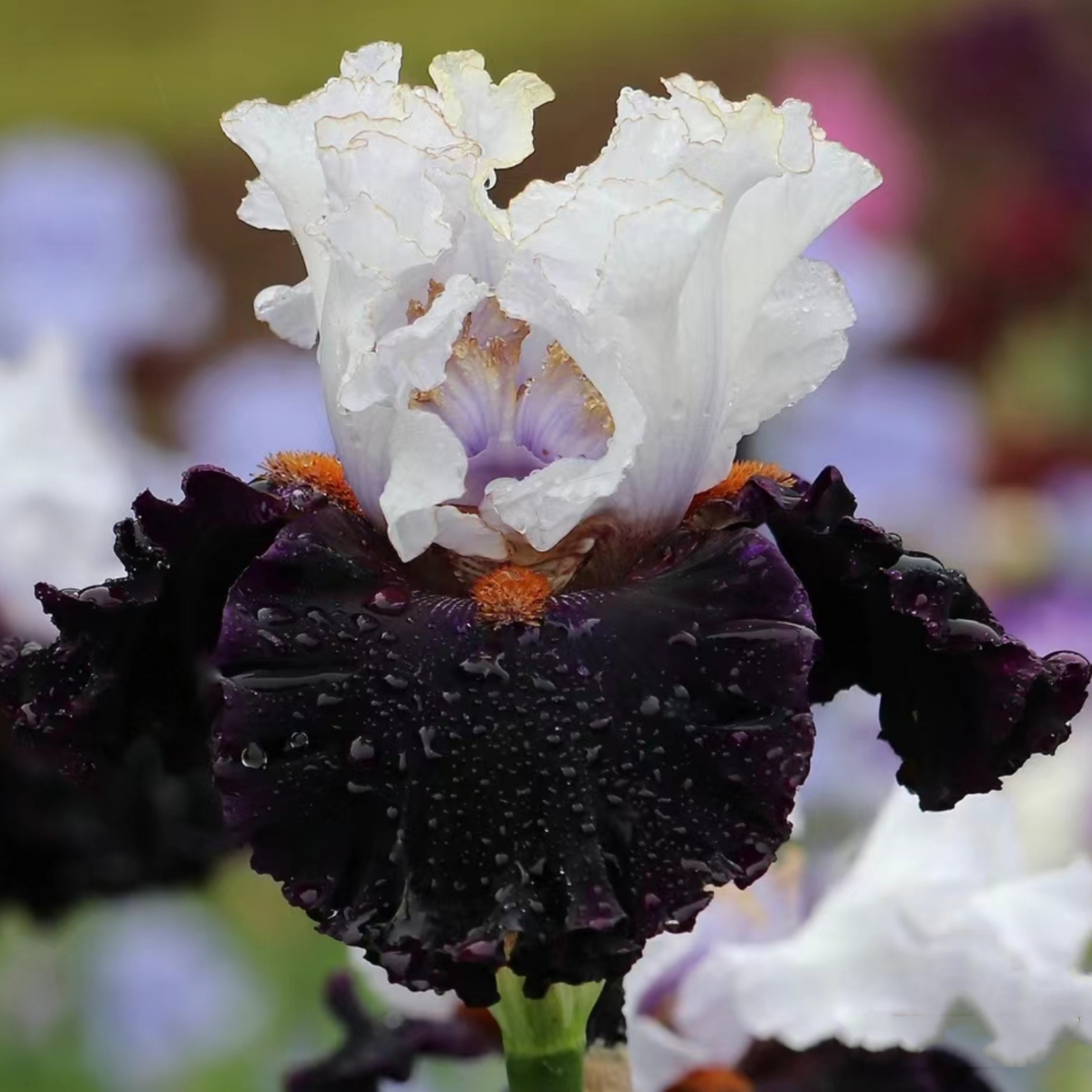 Iris bulb Bearded iris bulbs Iris bulbs for planting Siberian iris