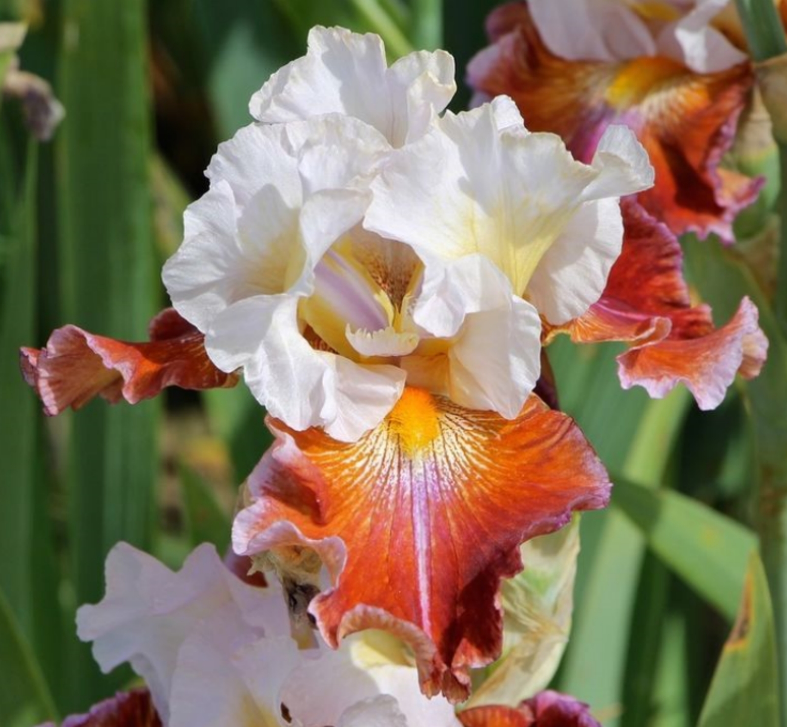 Iris bulb Bearded iris bulbs Iris bulbs for planting Siberian iris