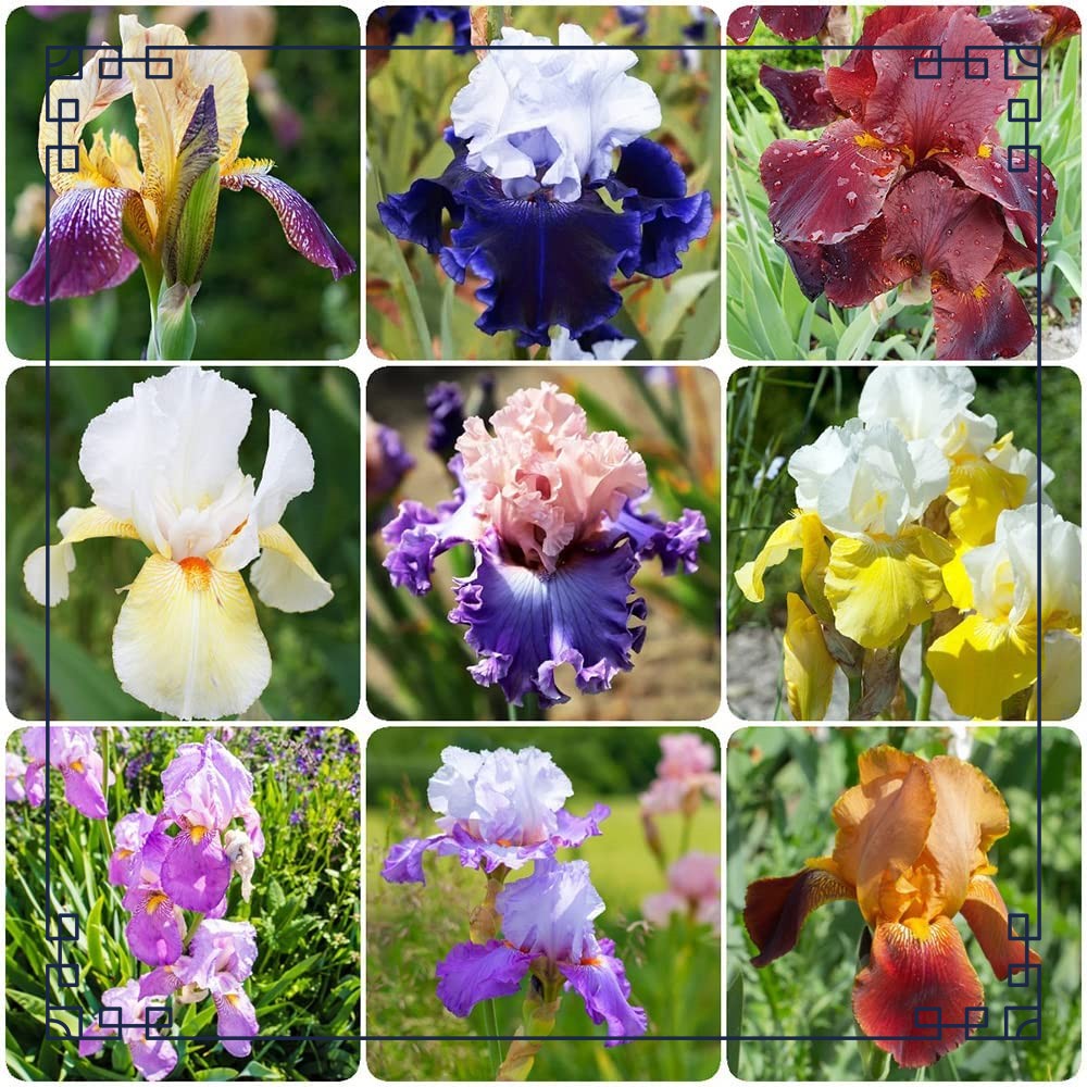 Iris bulb Iris bulbs Iris bulbs for planting Bearded iris bulbs