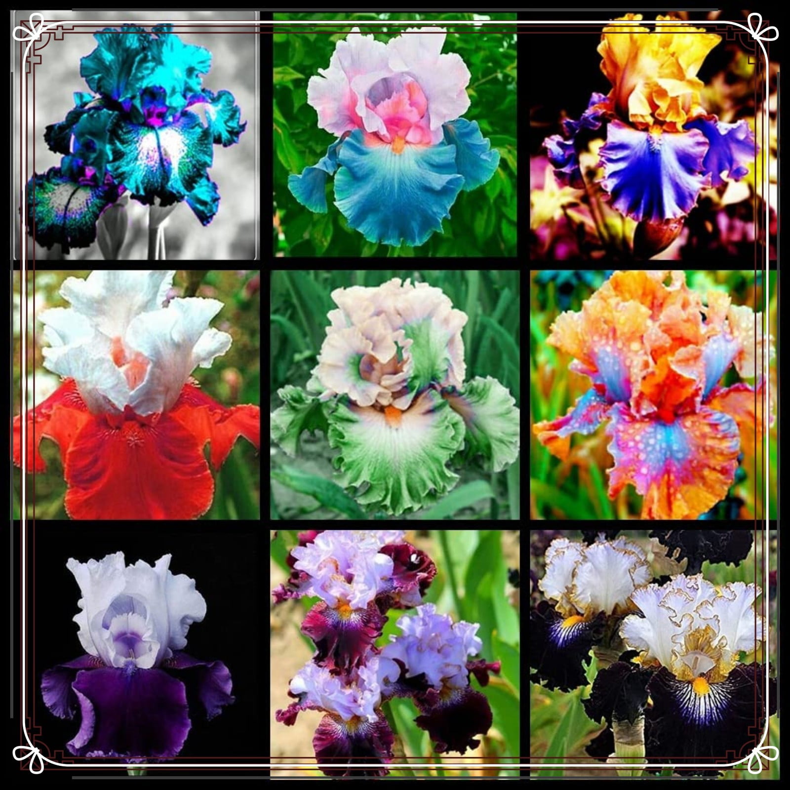 Iris bulb Iris bulbs Iris bulbs for planting Bearded iris bulbs