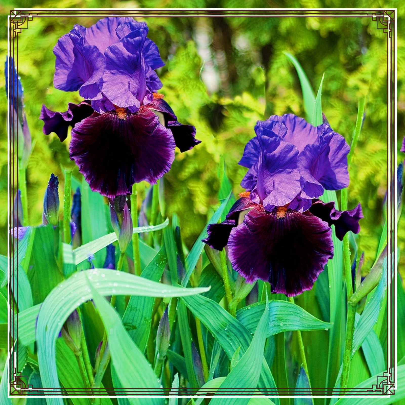 Iris bulb Iris bulbs for planting Siberian iris bulbs Iris bulbs