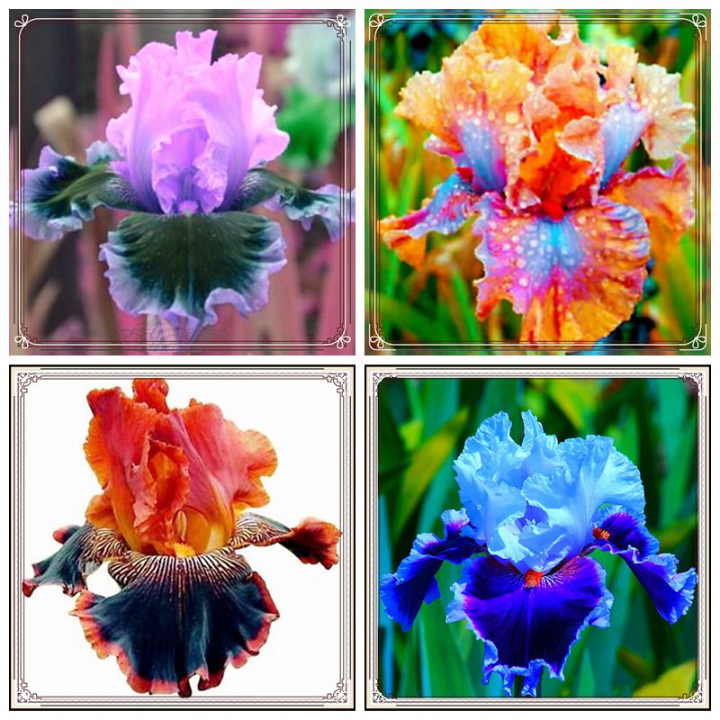 Iris bulb Iris bulbs for planting Siberian iris bulbs Iris bulbs