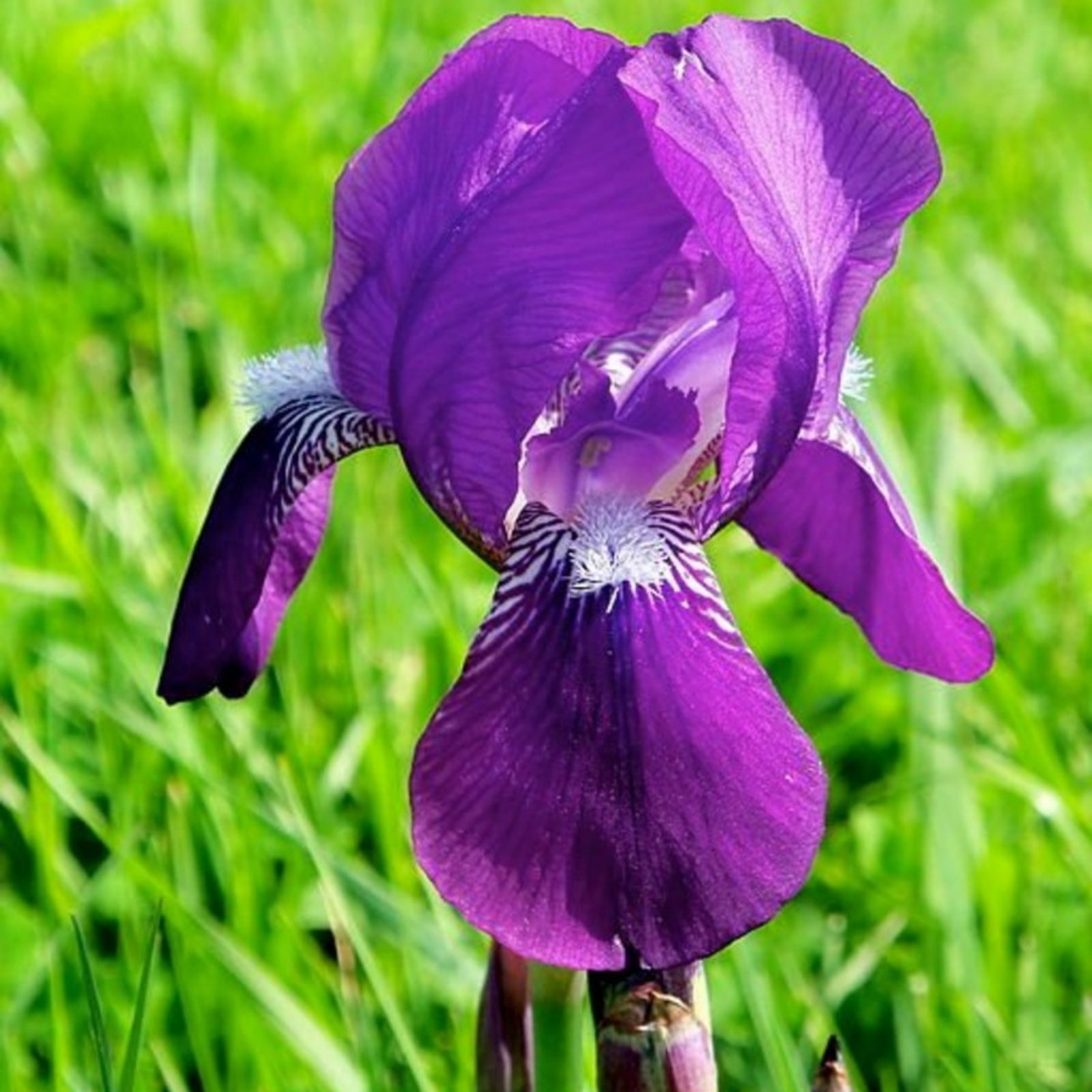 Iris bulb Iris bulbs for planting Siberian iris bulbs Iris bulbs