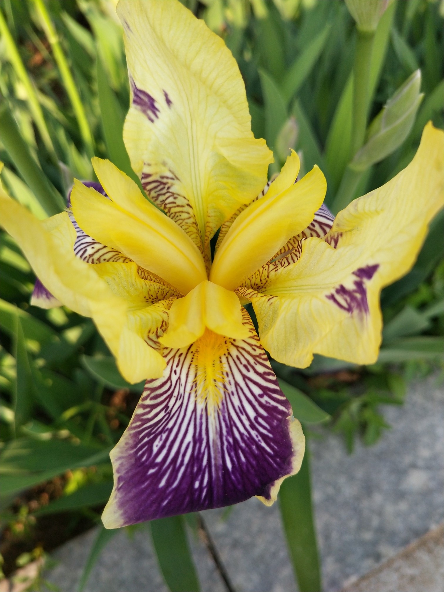 Iris bulb Iris bulbs for planting Siberian iris bulbs Iris bulbs