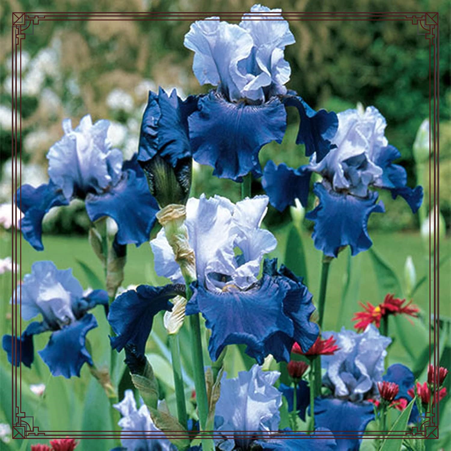 Iris bulb Iris bulbs for planting Siberian iris bulbs Iris bulbs