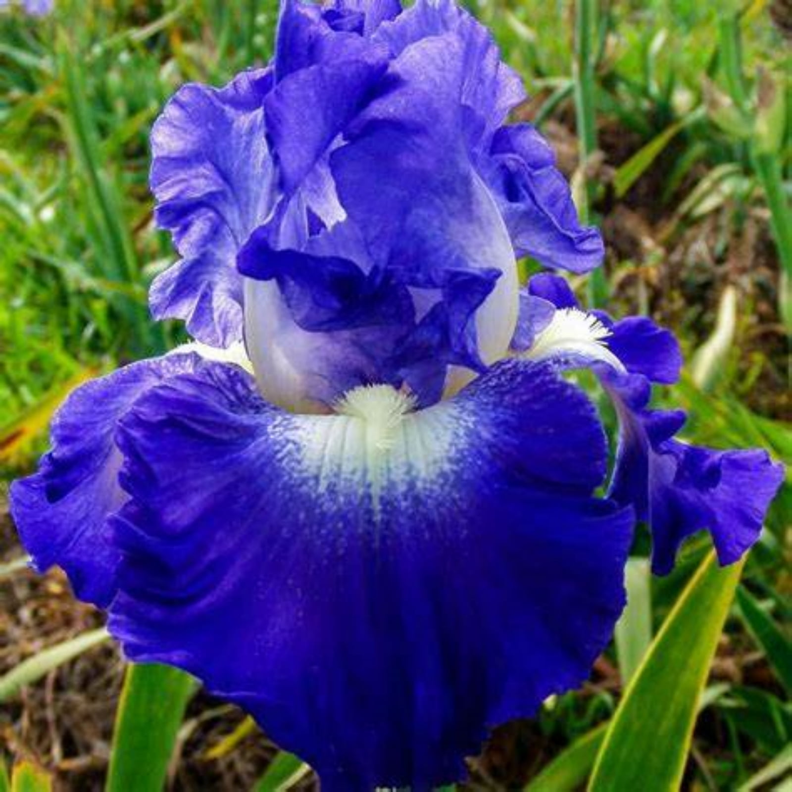 Iris bulbs Iris plants bulbs Flower bulbs Living room balcony potted