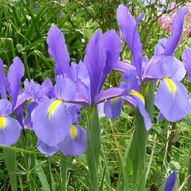 Iris bulbs Plant, Bearded Iris For Planting, Easy to Plant Perennial, Pleasantly Scented - Good as Cut Flowers, Rhizome Easy to Grow & Maintain, Iris Is Cold-Resistant,-Double Pearl