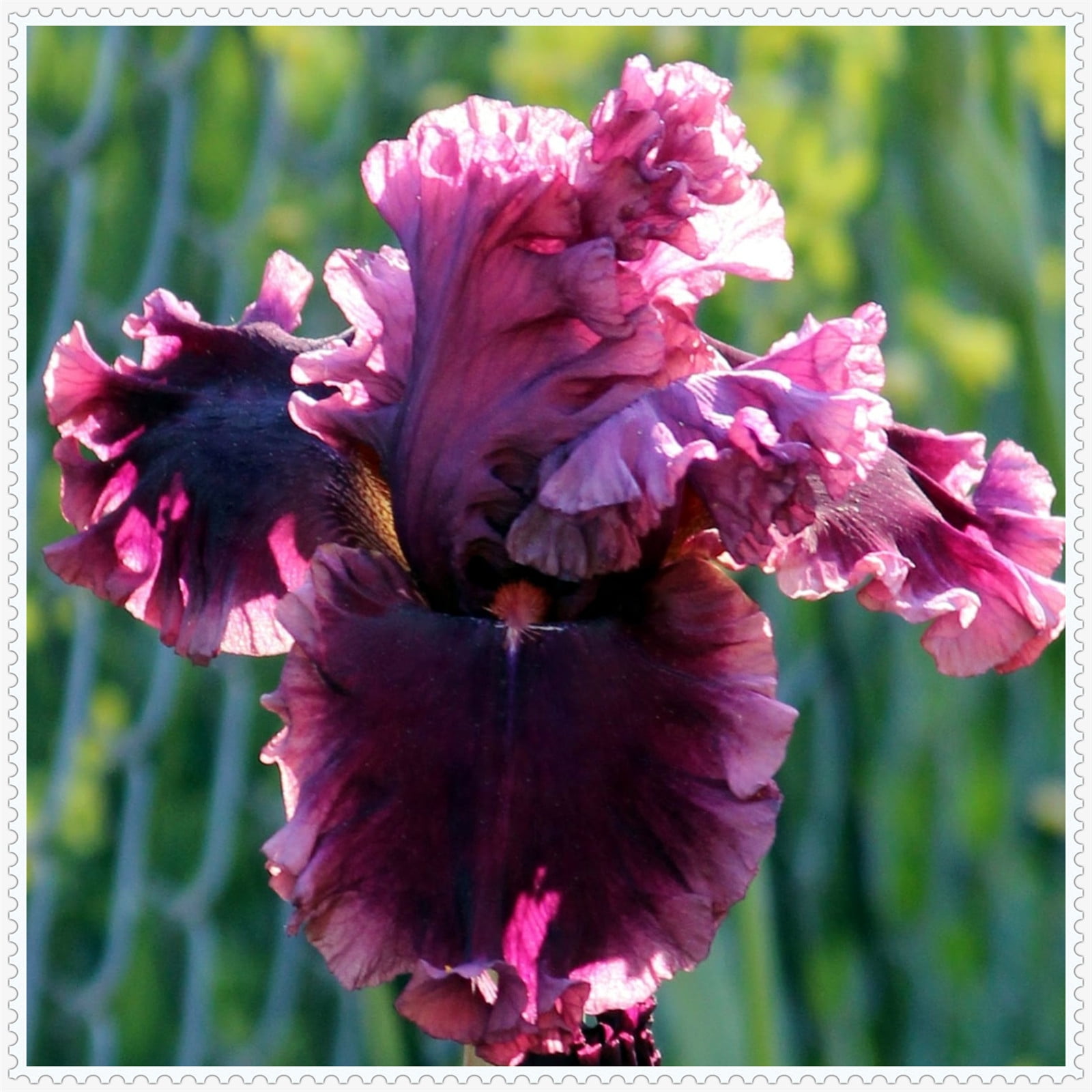 Iris bulbs, bearded iris bulbs，iris plant,Iris bulbs fior planting ...