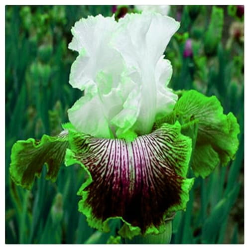 Iris bulbs for planting，Iris bulbs, perennial plants, decorative garden,bearded iris bulbs bulk