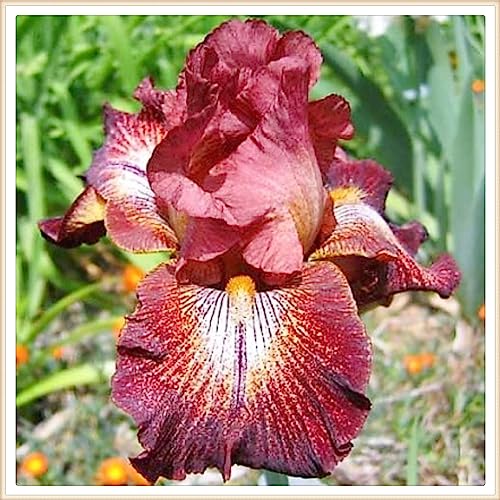 Iris bulbs for planting bulk,Iris bulbs, perennial plants, decorative