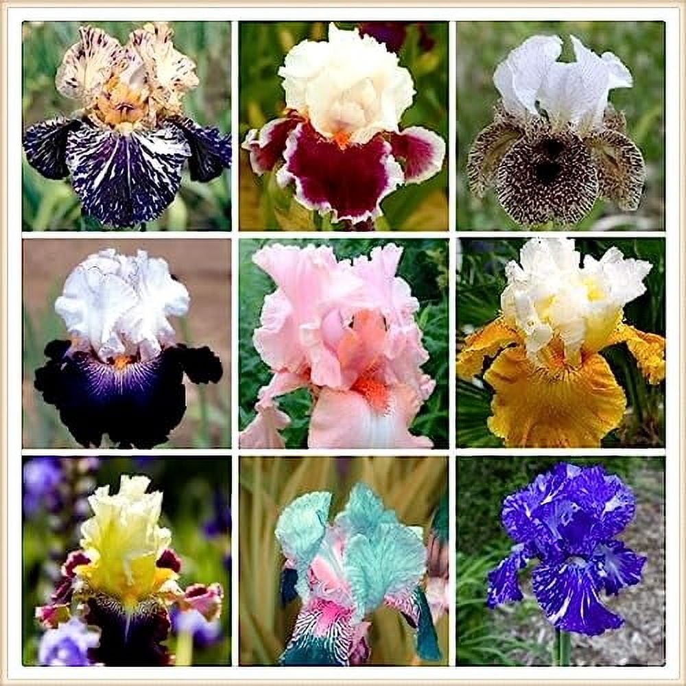 Iris bulbs for planting bulk,Iris bulbs, perennial plants, decorative garden,bearded iris bulbs
