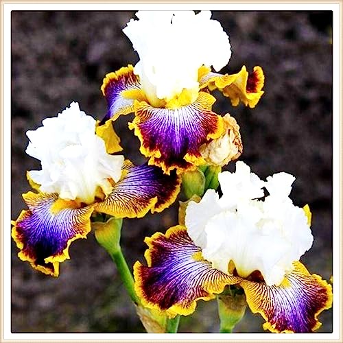 Iris bulbs for planting bulk,Iris bulbs, perennial plants, decorative