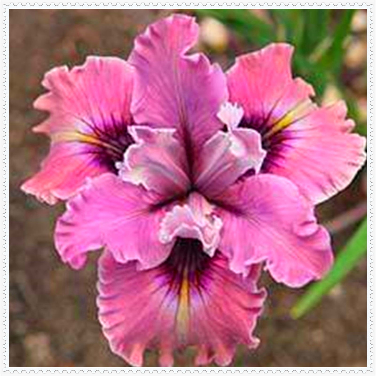 Iris bulbs, iris plant,Iris bulbs fior planting hardy perennial herb ...