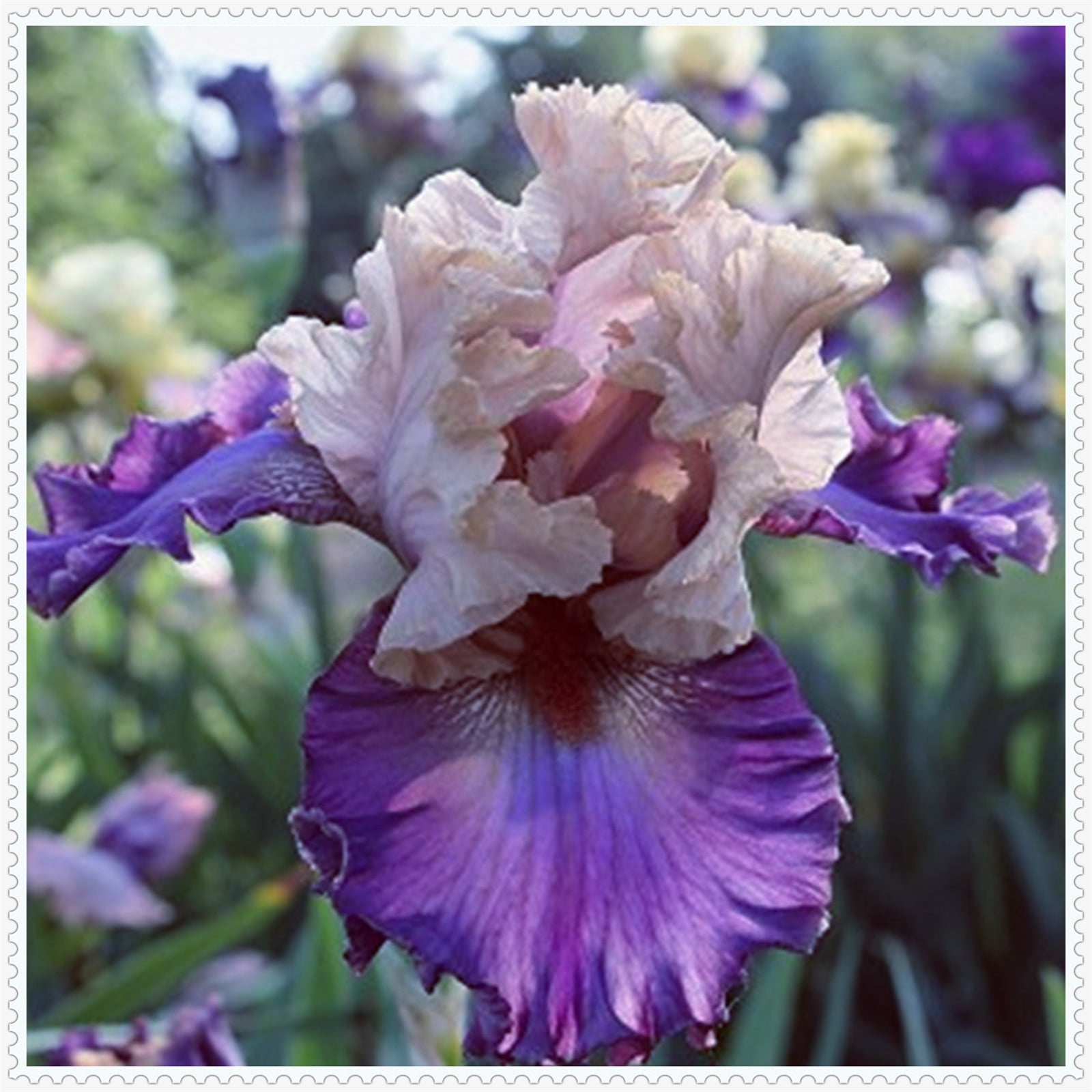 Iris bulbs, iris plant,Iris bulbs fior planting hardy perennial herb ...