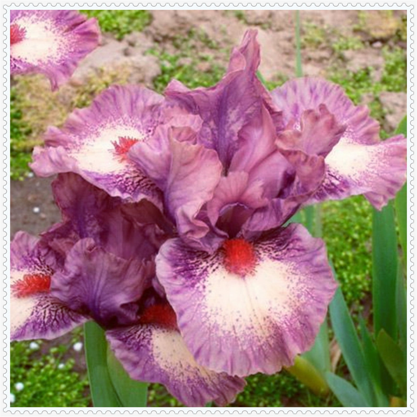 Iris bulbs, iris plant,Iris bulbs fior planting hardy perennial herb