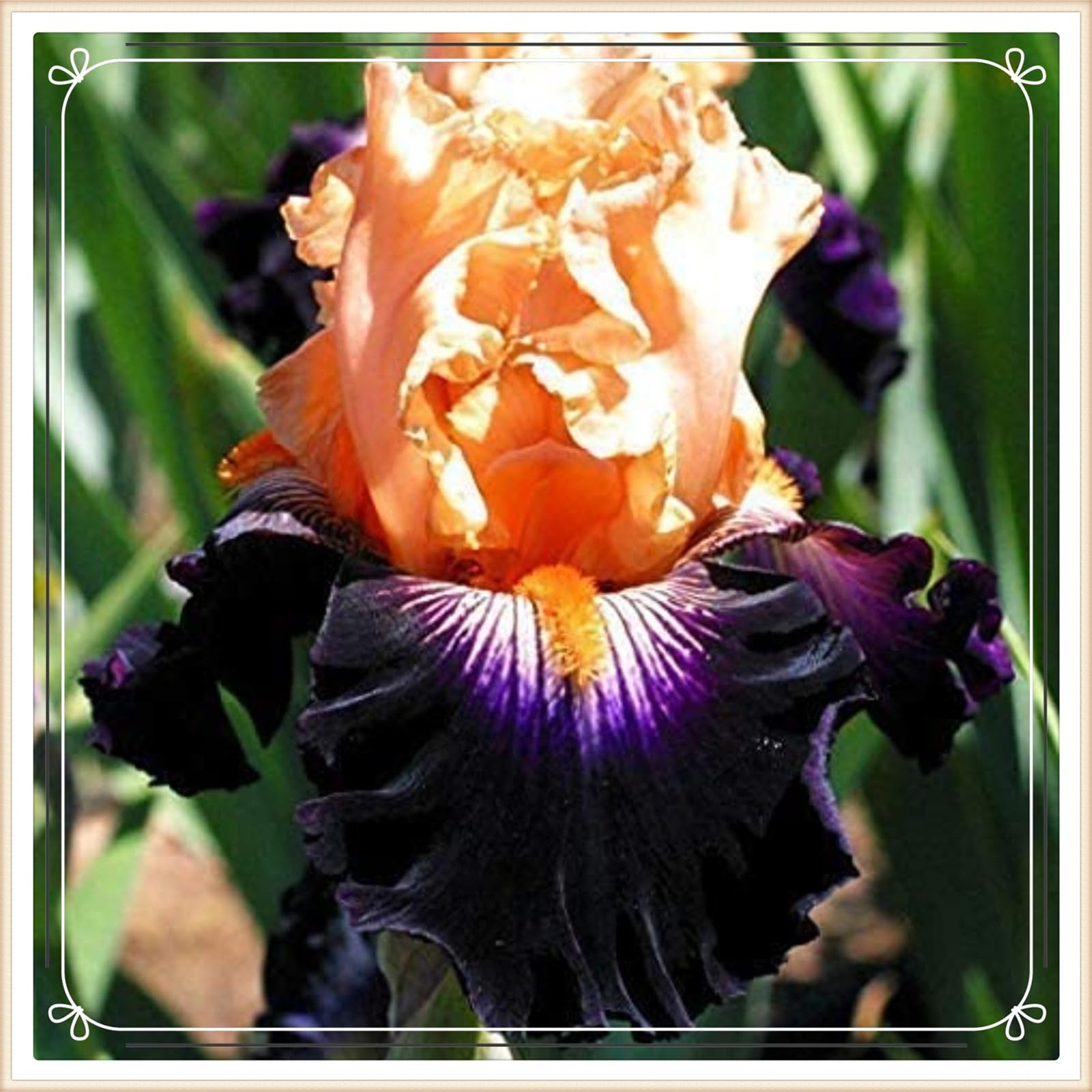 Iris bulbs perennial reblooming bearded iris bulbs iris bulbs bulk iris