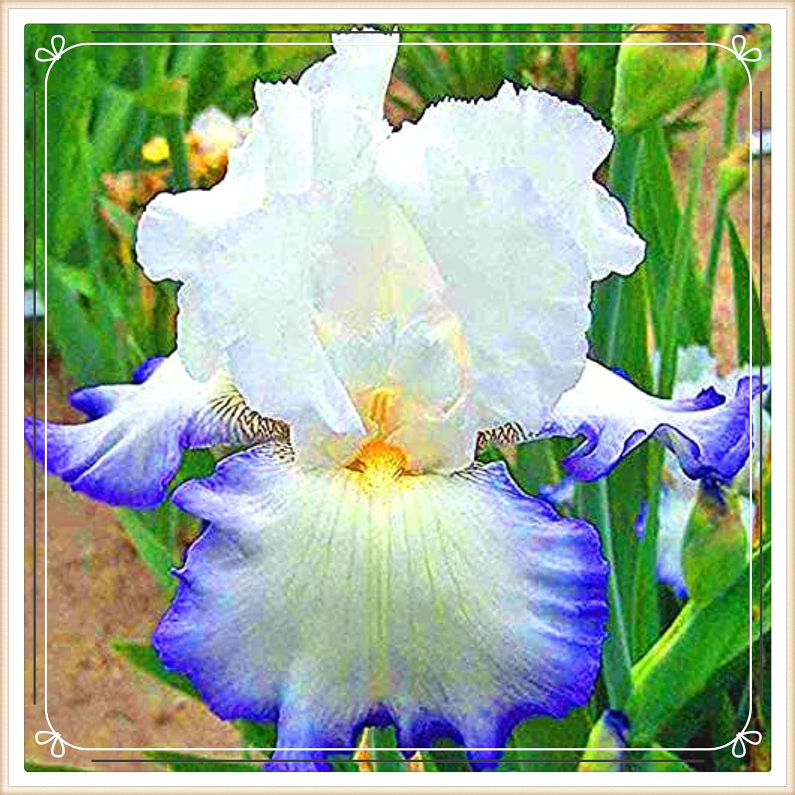 Iris bulbs perennial reblooming bearded iris bulbs iris bulbs bulk iris plants for sale