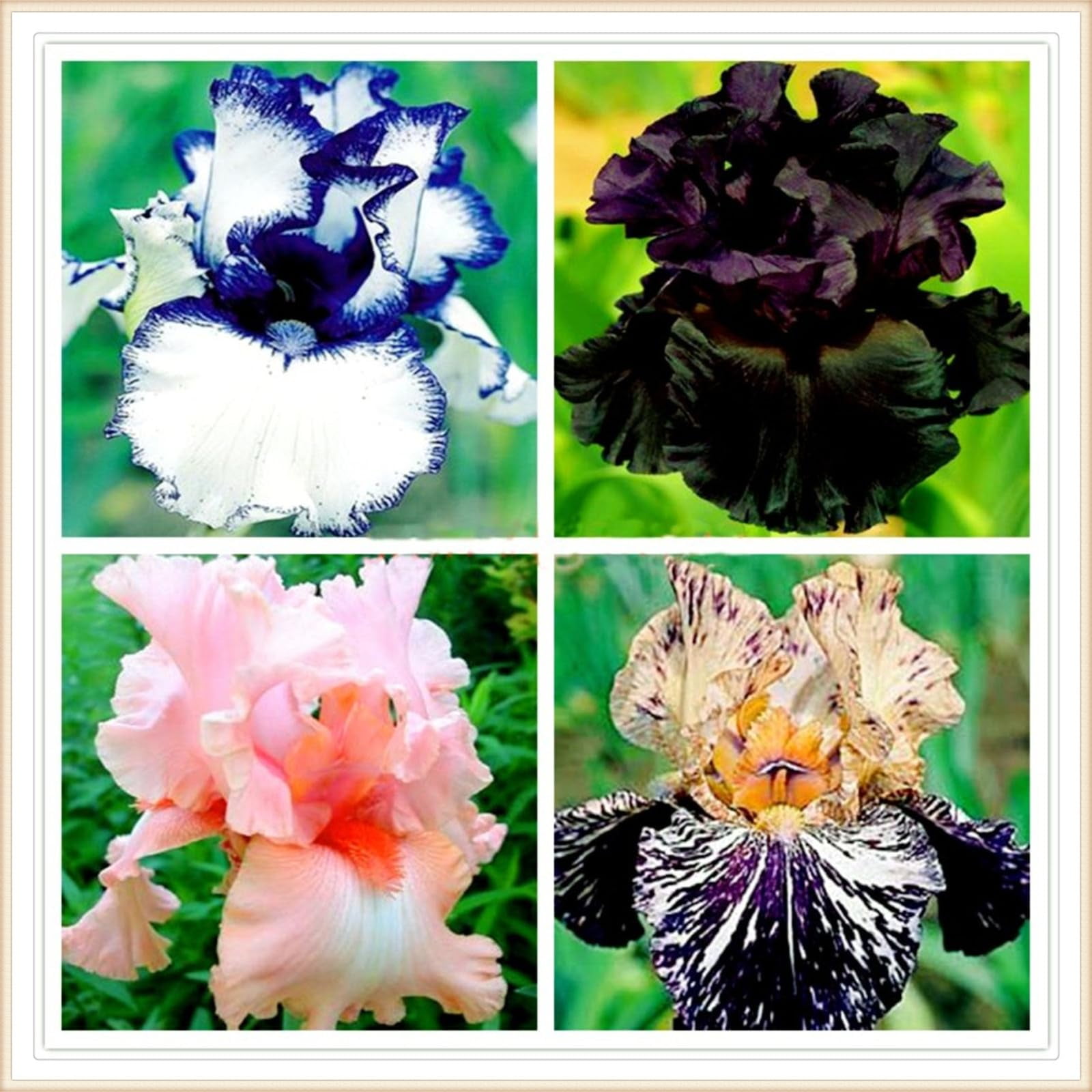 Iris bulbs perennial reblooming iris bulbs bulk bearded iris bulbs for