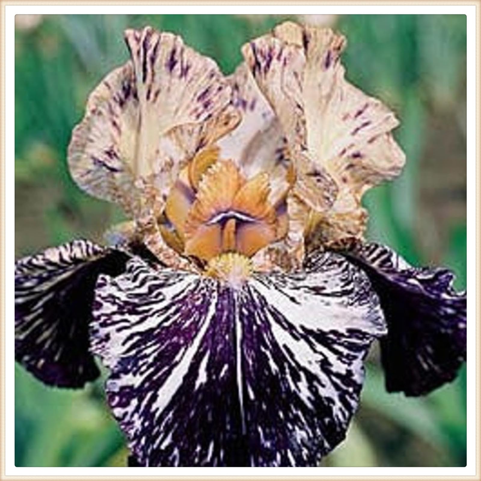 Iris bulbs perennial reblooming iris bulbs bulk bearded iris bulbs for