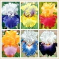 Iris bulbs perennial reblooming iris bulbs bulk bearded iris bulbs for spring planting iris