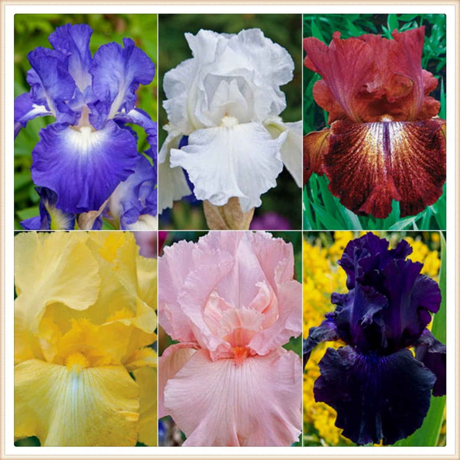 Iris bulbs perennial reblooming iris bulbs bulk bearded iris bulbs for