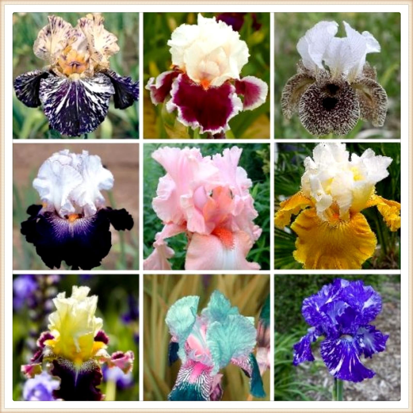 Iris bulbs perennial reblooming iris bulbs bulk bearded iris bulbs for