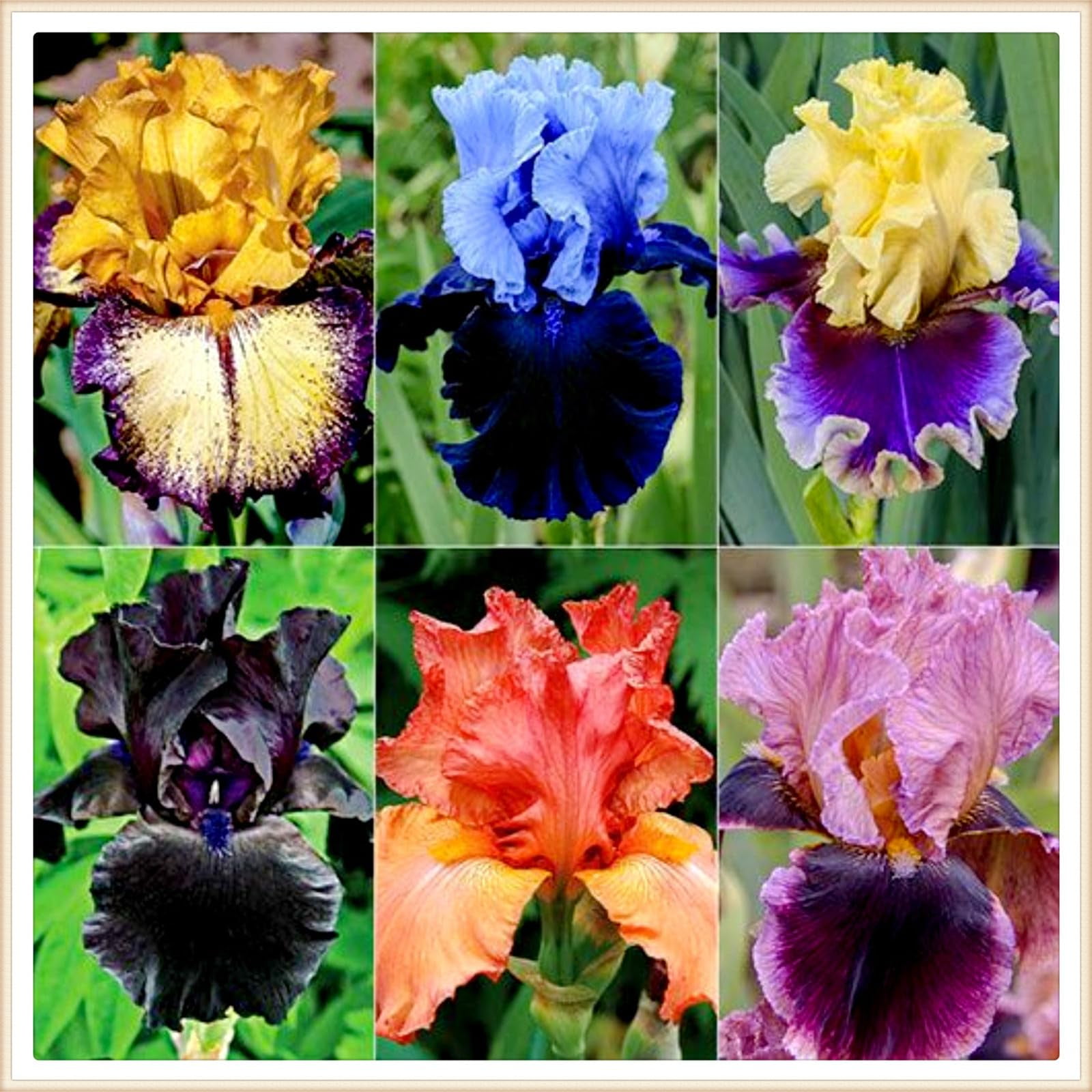 Iris bulbs perennial reblooming iris bulbs bulk bearded iris bulbs for spring planting iris