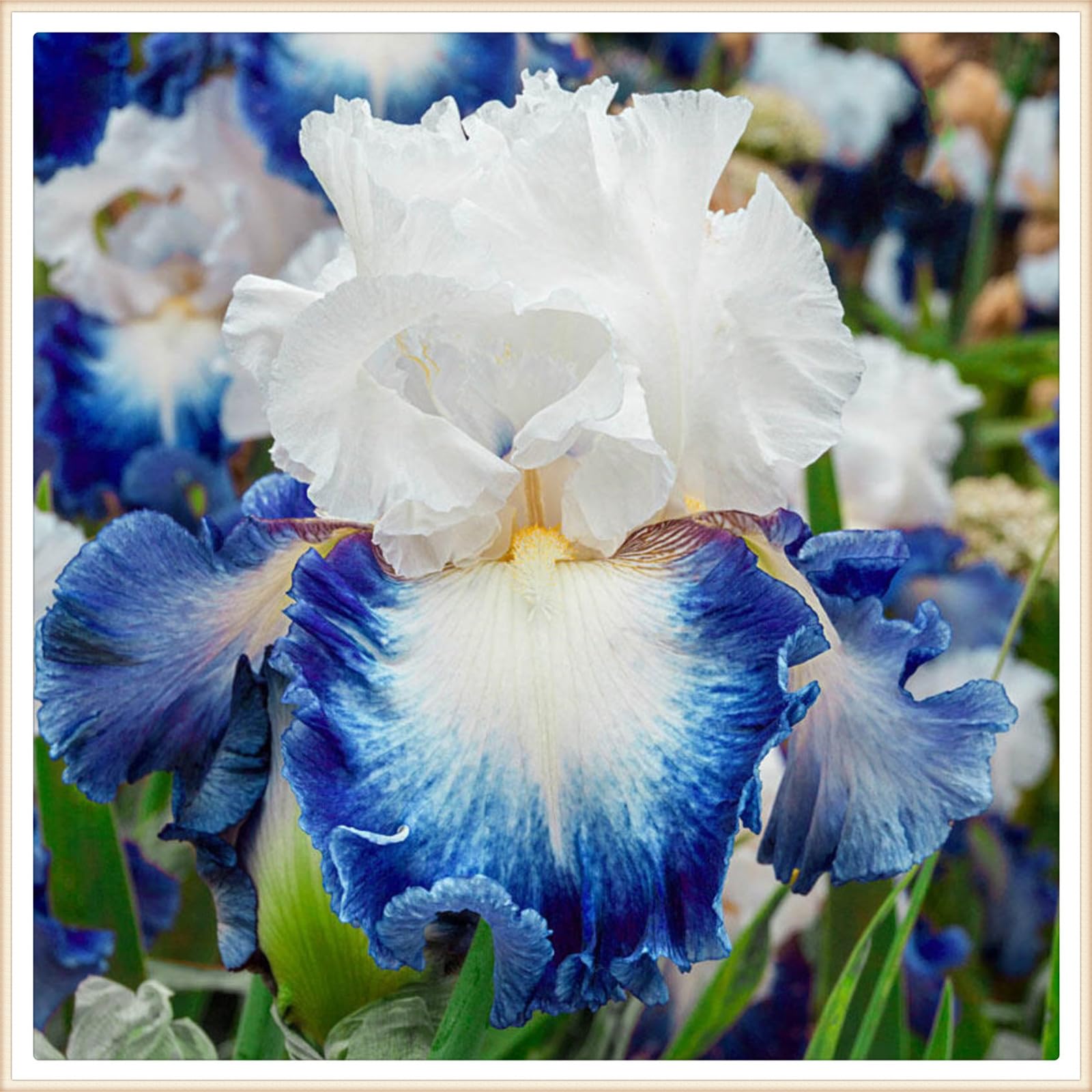 Iris bulbs perennial reblooming iris bulbs bulk bearded iris bulbs for
