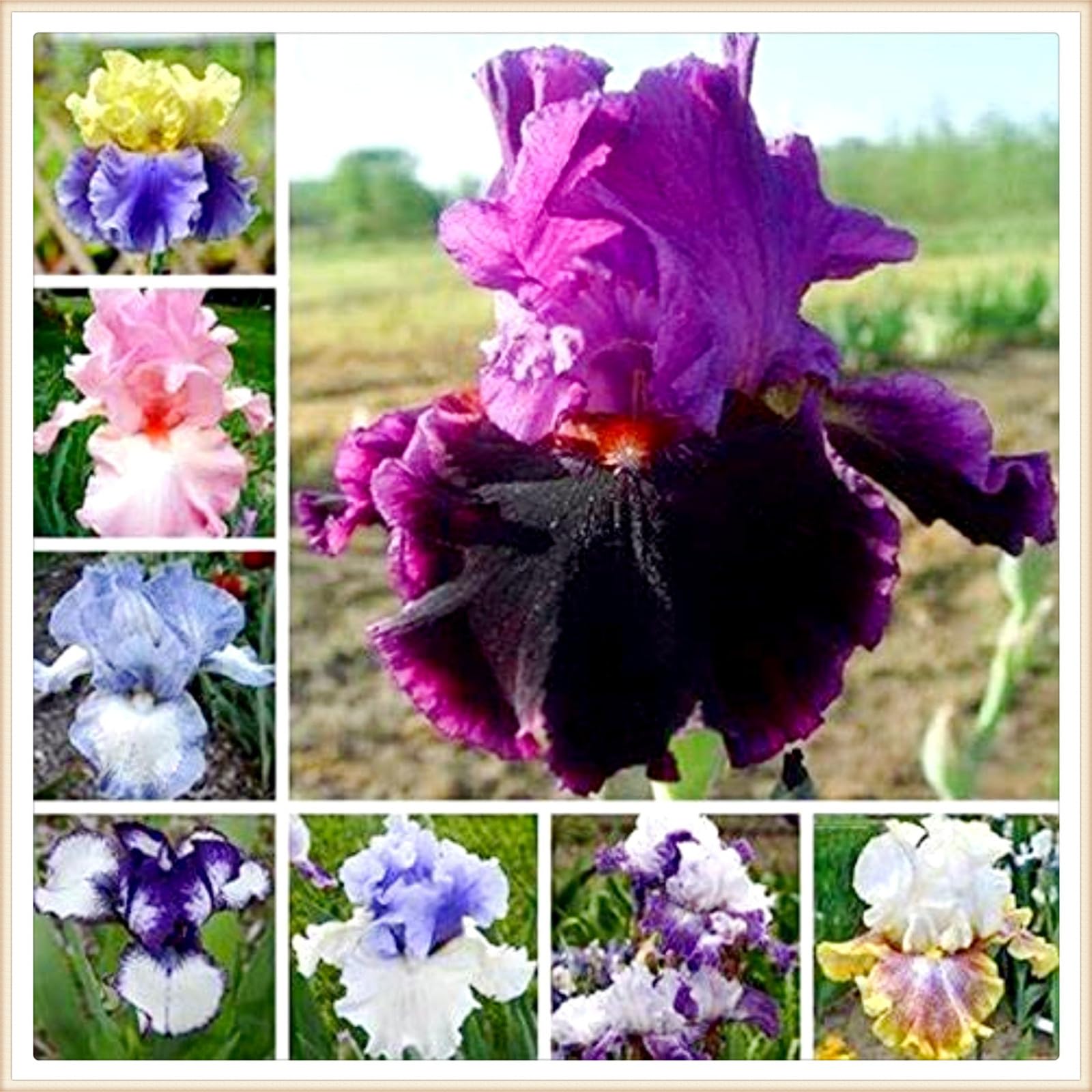 Iris bulbs perennial reblooming iris bulbs bulk bearded iris bulbs for