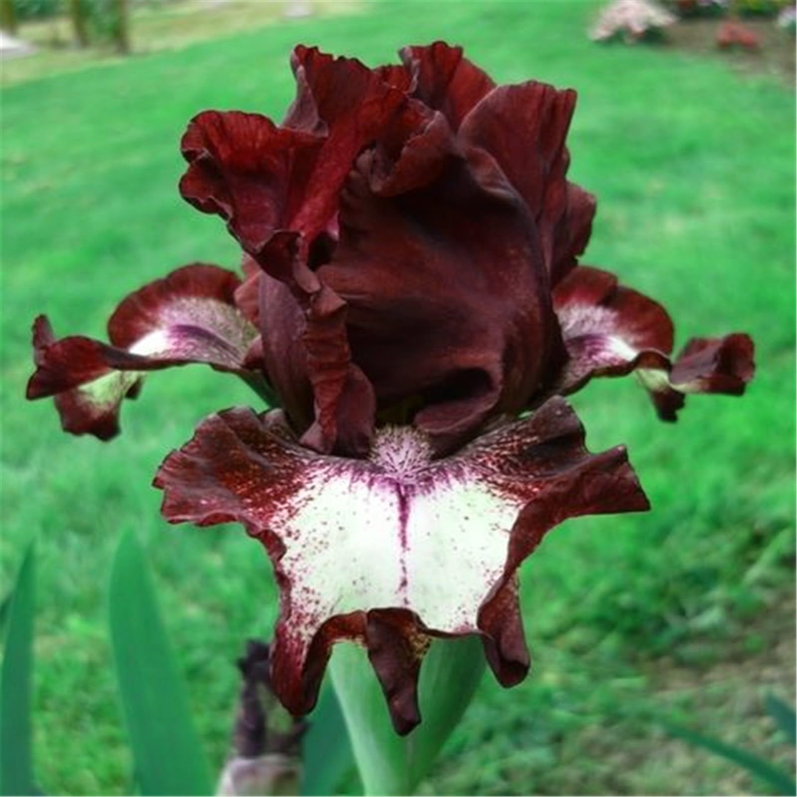 Iris bulbs perennial reblooming iris bulbs bulk bearded iris bulbs for