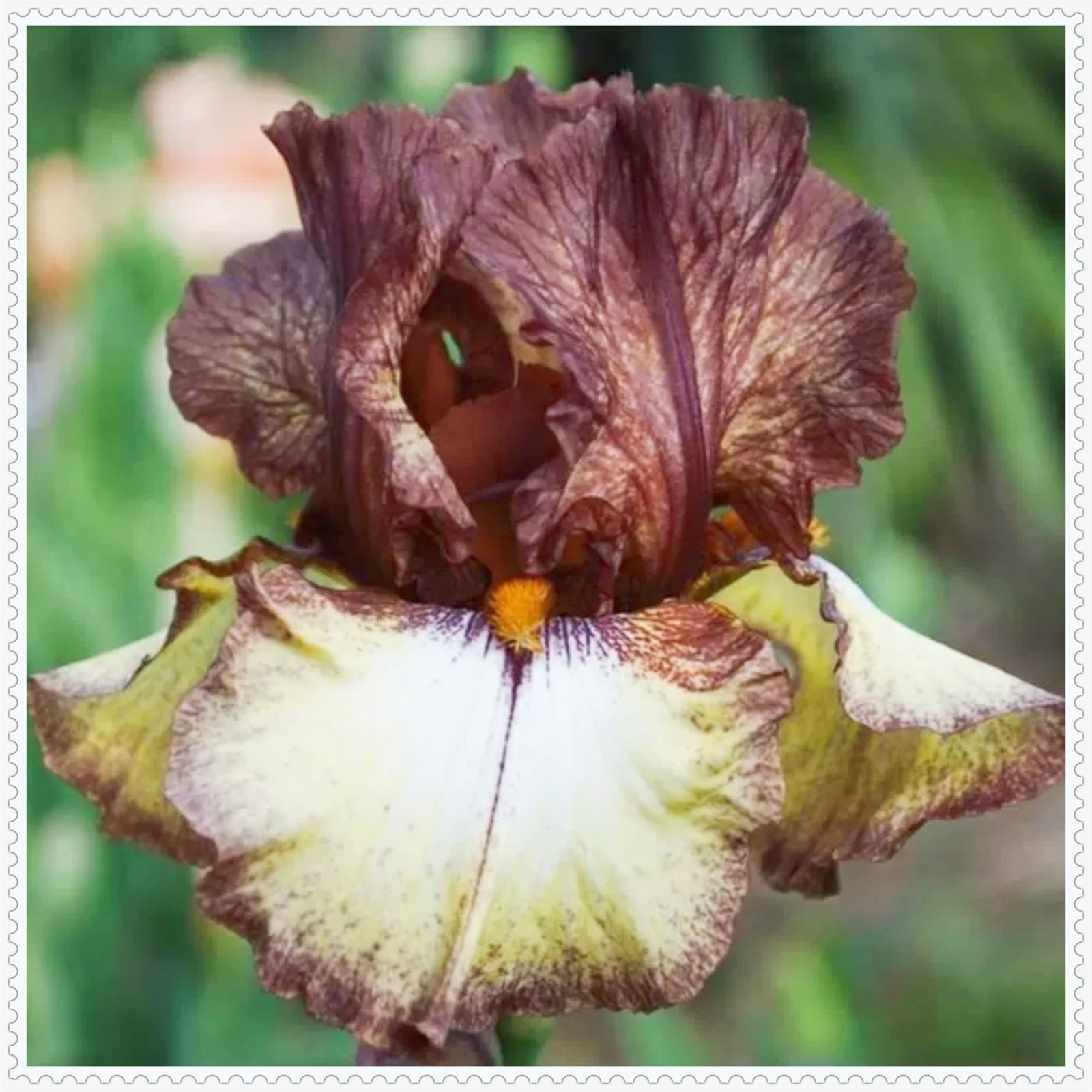 Iris bulbs perennial reblooming,iris plants for sale,Iris bulbs, iris plant,Iris bulbs fior