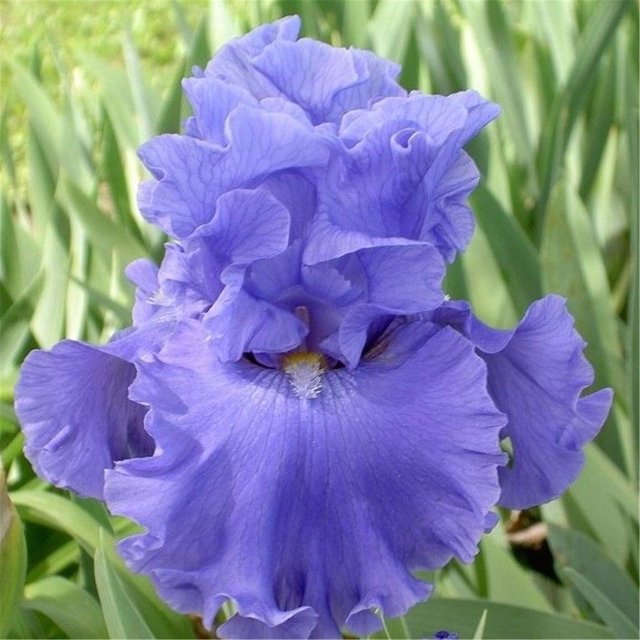 Iris bulbs perennial rebloomingulbs Bearded iris bulbs bulk Iris bulbs for planting perennial