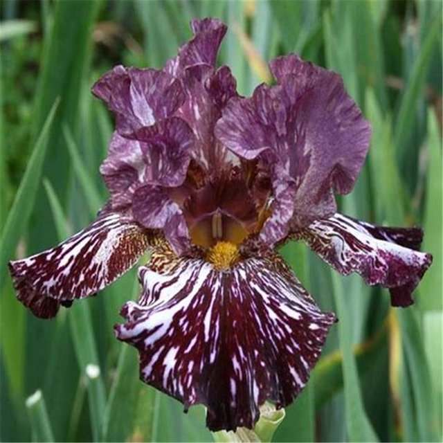Iris bulbs perennial rebloomingulbs Bearded iris bulbs bulk Iris bulbs for planting perennial