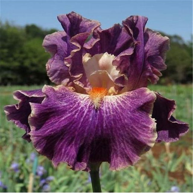 Iris bulbs perennial rebloomingulbs Bearded iris bulbs bulk Iris bulbs for planting perennial