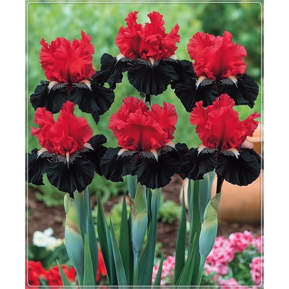 Iris for Planting-(Non-Artificial)-Easy to Grow & Quick-Minimal fertilization required all year.