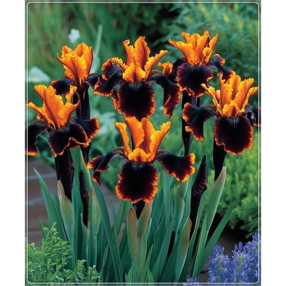Iris for Planting-(Non-Artificial)-Easy to Grow & Quick-Minimal fertilization required all year.