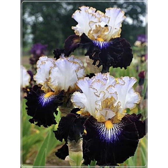 Iris for Planting-(Non-Artificial)-Easy to Grow & Quick