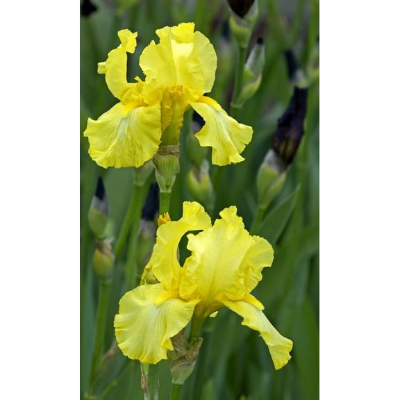 Iris germanicaHarvest of MemoriesFragrant Bearded Iris  1 Gallon