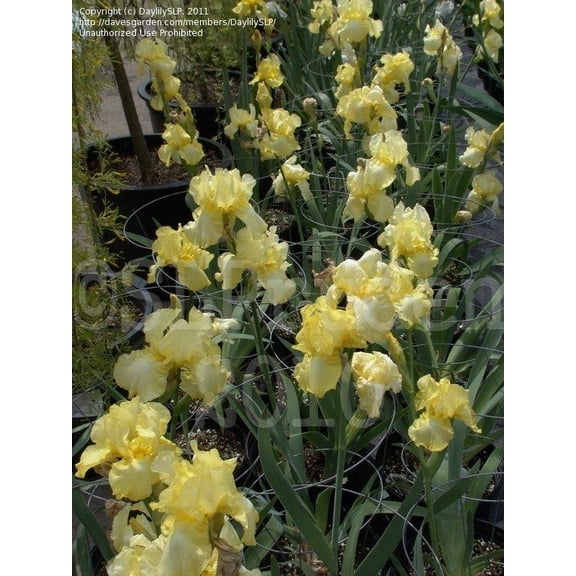 Iris germanicaSummer OlympicsFragrant Yellow Blooms  1 Gallon