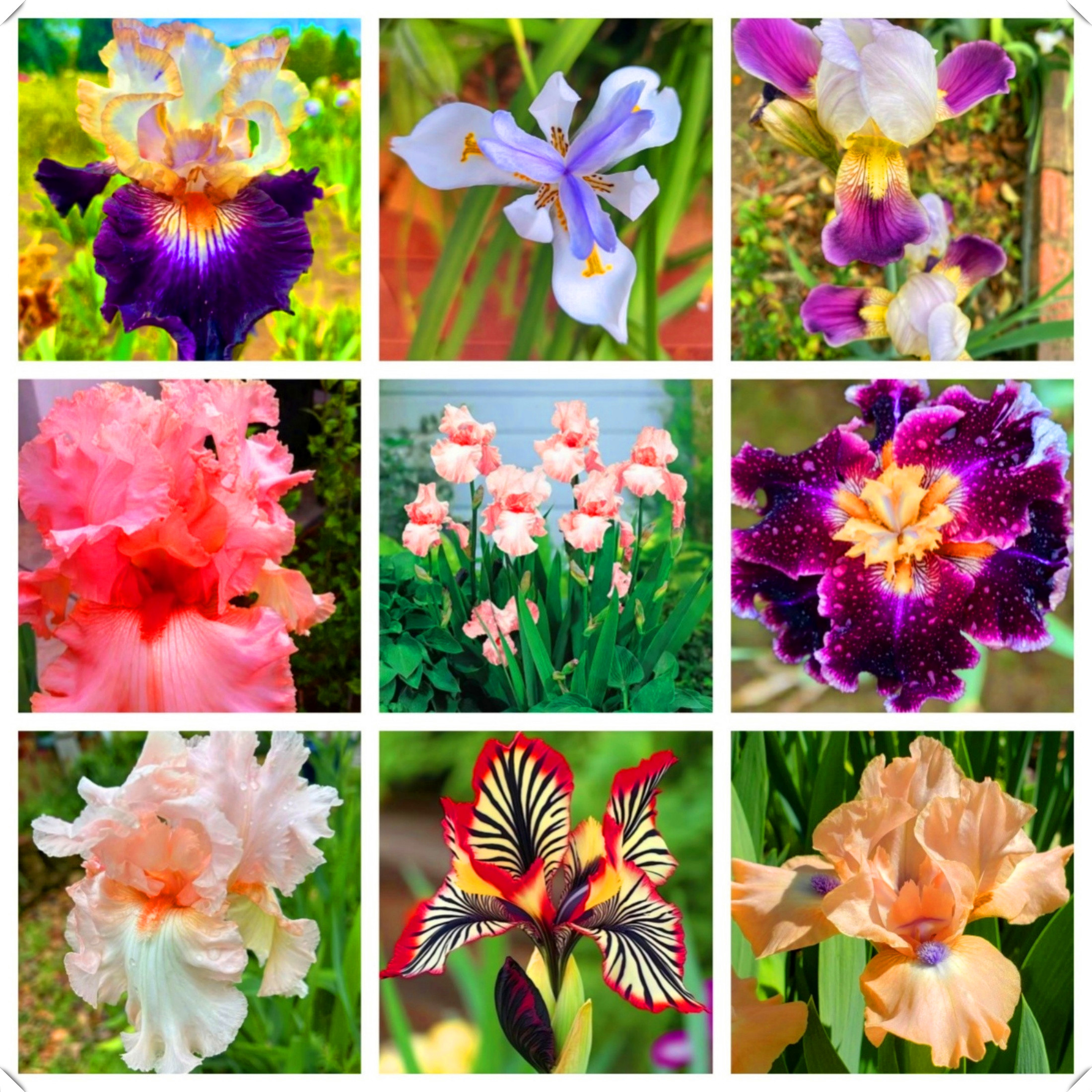 Tuberose Planting Bulbs – 15 Pack, Easy To Grow Indoor Or Outdoor, Spring Or Fall Planting