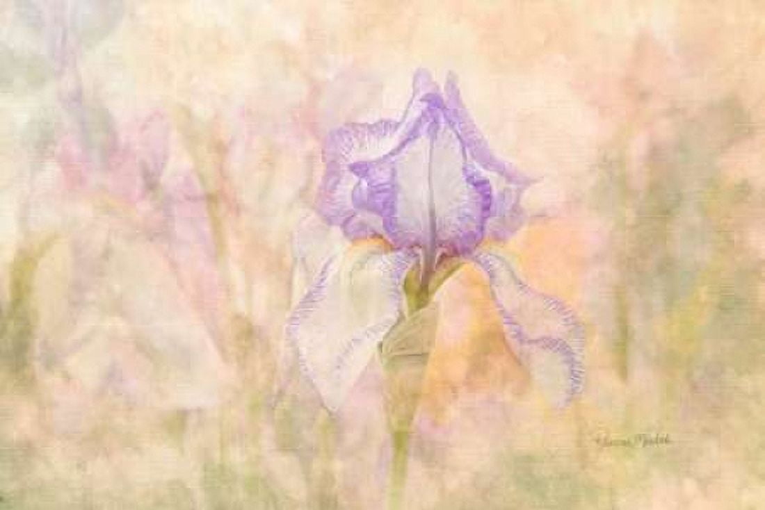 Iris in My Garden Canvas Art - Ramona Murdock (12 x 18)