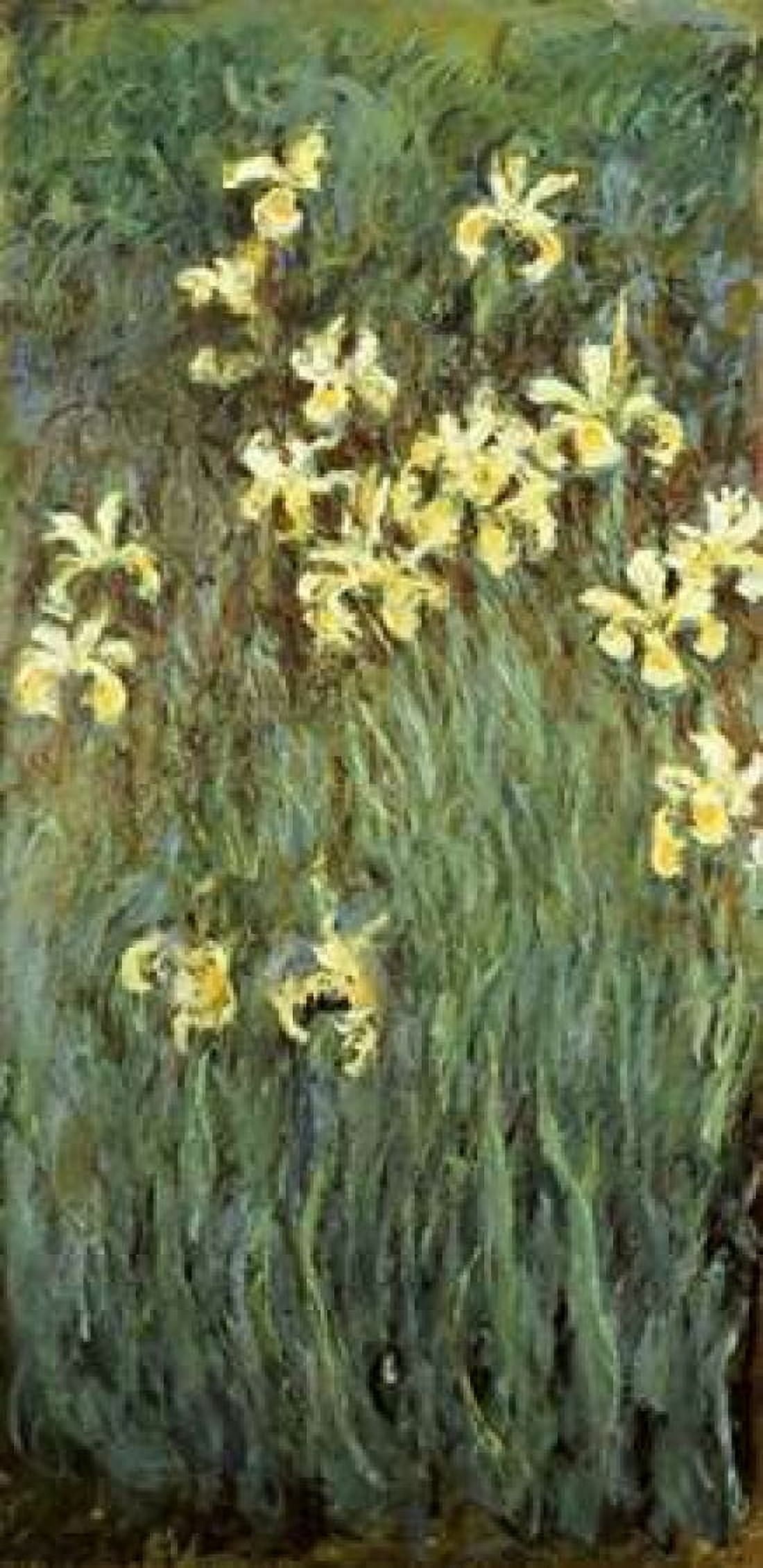 Iris jaunes Canvas Art - Claude Monet (24 x 48)