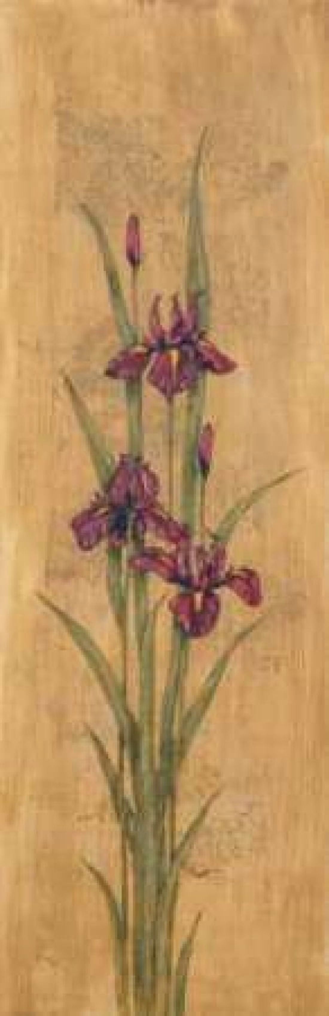 Iris of Delos I Canvas Art - Paul Brent (8 x 24)