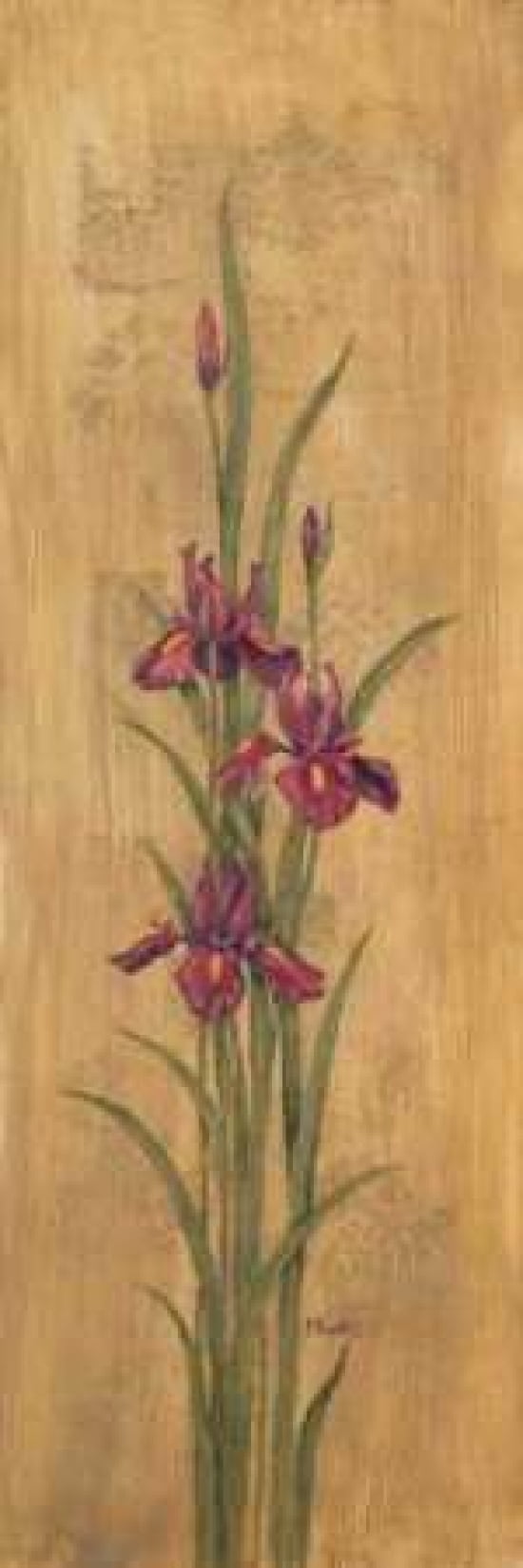 Iris of Delos II Canvas Art - Paul Brent (8 x 24)