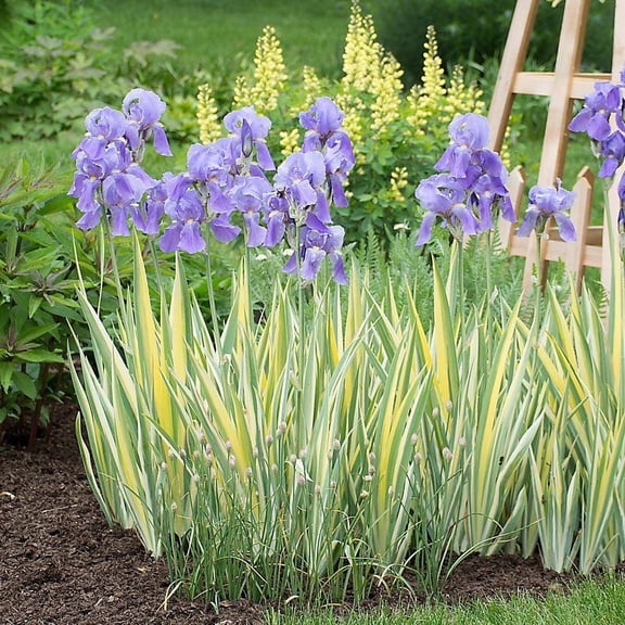 Iris pallidaAurea VariegataFragrant Variegated Foliage  1 Gallon