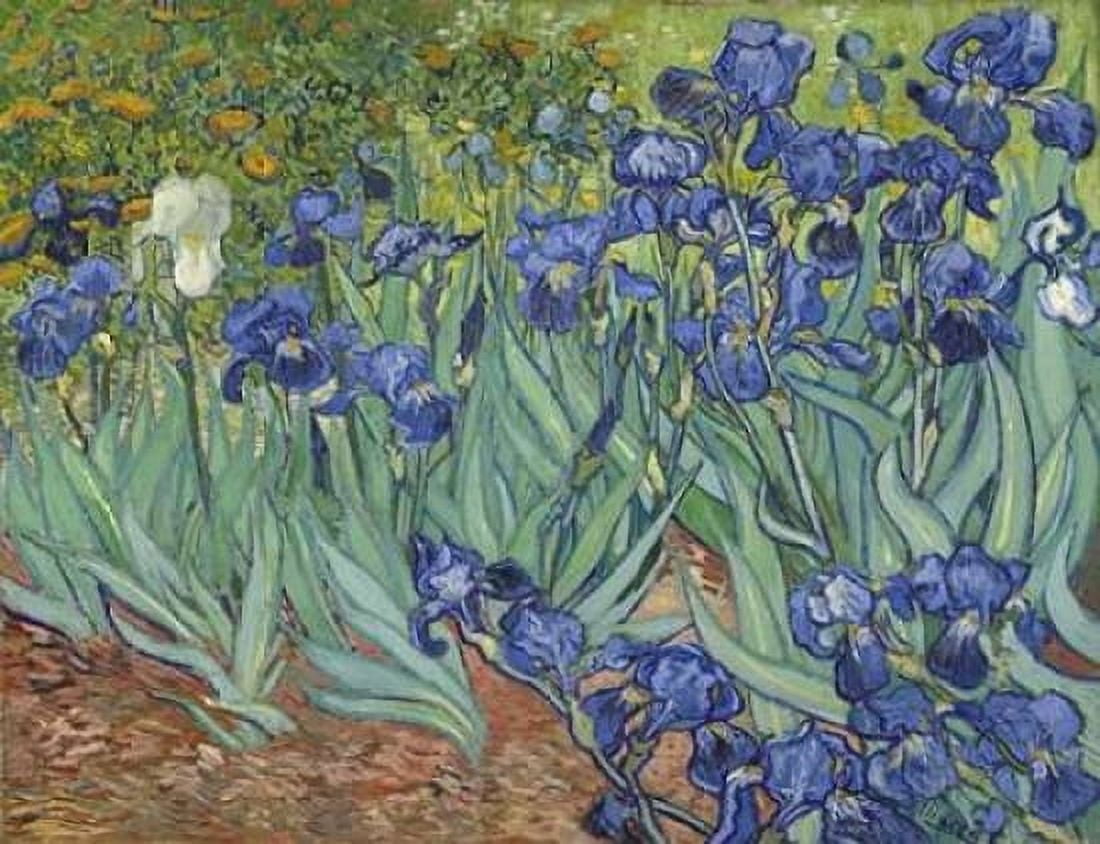 Irises 1889 Canvas Art - Vincent Van Gogh (18 x 24)