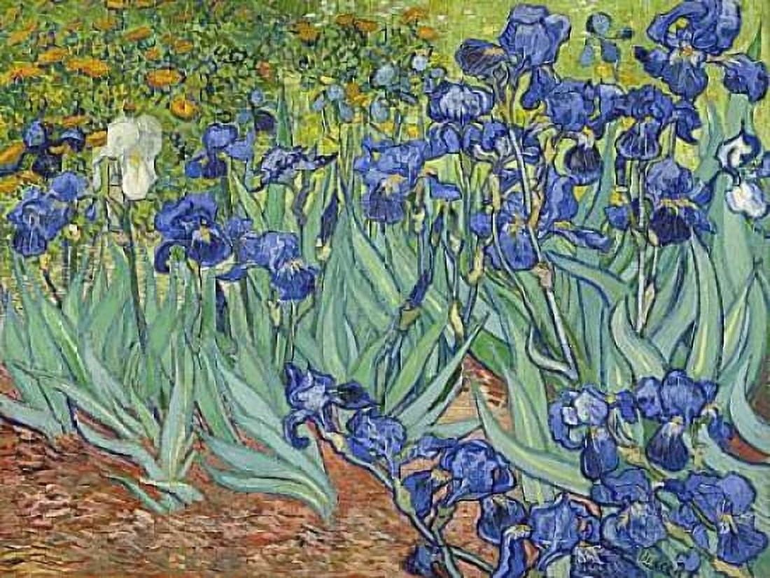 Irises 1889 Canvas Art - Vincent Van Gogh (18 x 24)