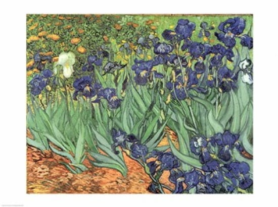Irises 1889 Canvas Art - Vincent Van Gogh (24 x 18)