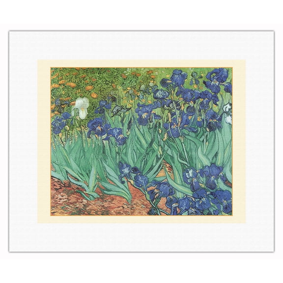 Irises - From an Original Color Painting by Vincent Van Gogh c.1889 - Fine Art Rolled Canvas Print 11in x 14in