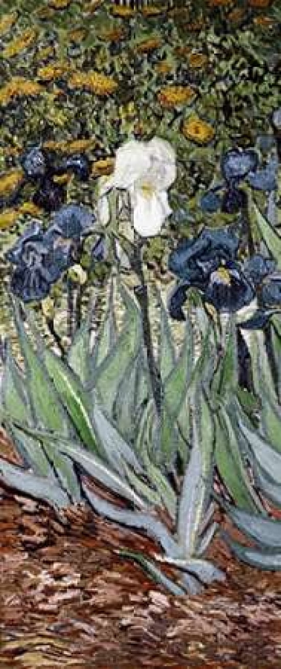 Irises - left Canvas Art - Vincent Van Gogh (24 x 48)